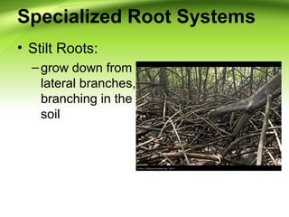Specialized Root Systems 
• Stilt Roots: 
– grow down from 
lateral branches, 
branching in the 
soil 
 