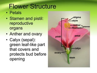 Flower Structure 
• Petals 
• Stamen and pistil: 
reproductive 
organs 
• Anther and ovary 
• Calyx (sepal): 
green leaf-l...