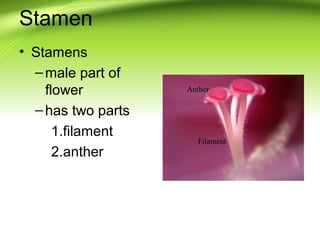 Stamen 
• Stamens 
–male part of 
flower 
– has two parts 
1.filament 
2.anther 
Anther 
Filament 
 