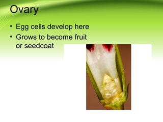Ovary 
• Egg cells develop here 
• Grows to become fruit 
or seedcoat 
 