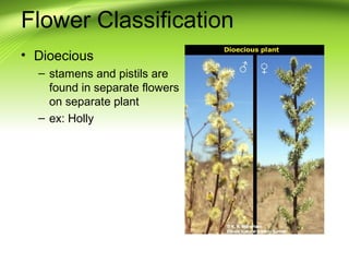 Flower Classification 
• Dioecious 
– stamens and pistils are 
found in separate flowers 
on separate plant 
– ex: Holly 
 