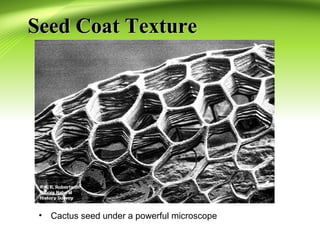 SSeeeedd CCooaatt TTeexxttuurree 
• Cactus seed under a powerful microscope 
 