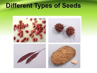 Different Types of Seeds 
 