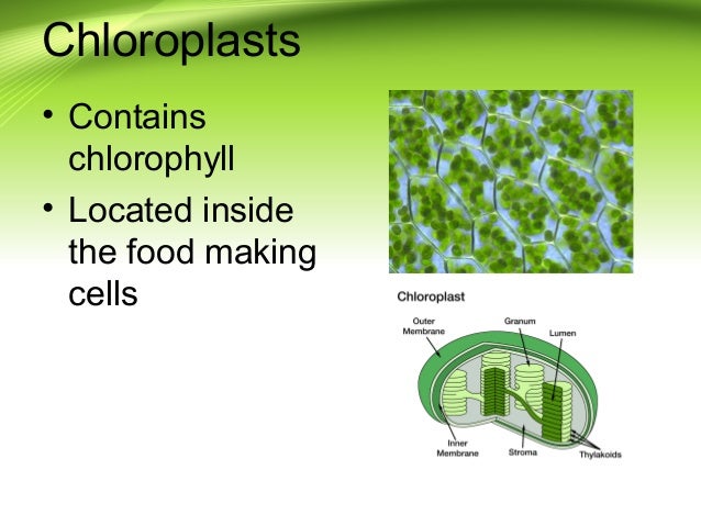 Where are chloroplasts found?