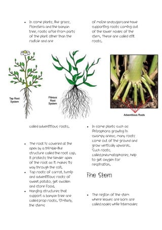 Plant parts | PDF