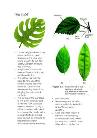 Plant parts | PDF