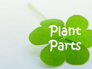 Plant
Parts
 