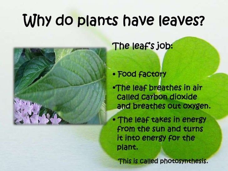 Plant parts