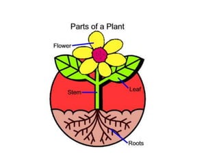 Plant parts1