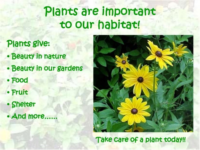 Why are plants important?