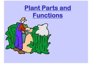 Plant Parts And Functions