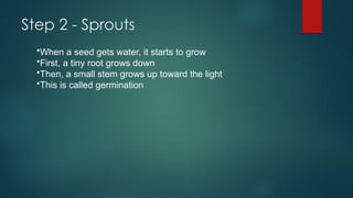 The Root Grows First Plant Parts and Life Cycle Grade 1 Lesson (Quarter 4) | PPTX