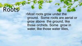 Roots
•Most roots grow under the
ground. Some roots are aerial or
grow above the ground, like
those orchids. Some grow in
water, like those water lilies,
 