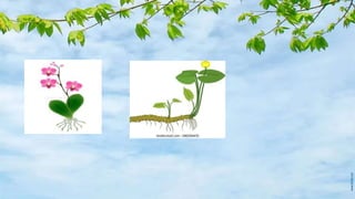 Plantpartsandtheirfunctions 