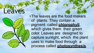 Leaves
•The leaves are the food makers
of plants. They contain a
pigment called chlorophyll,
which gives them their green
color. Leaves are designed to
capture sunlight, which the plant
uses to make food through a
process called photosynthesis.
 