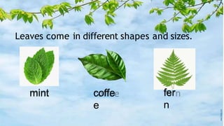Leaves come in different shapes and sizes.
mint coffe
e
fer
n
 