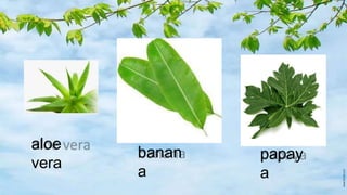 aloe
vera
banan
a
papay
a
 