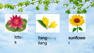 lotu
s
sunflowe
r
Ilang-
ilang
 