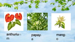 anthuriu
m
mang
o
papay
a
 