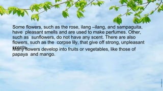 Some flowers, such as the rose, ilang –ilang, and sampaguita,
have pleasant smells and are used to make perfumes. Other,
such as sunflowers, do not have any scent. There are also
flowers, such as the corpse lily, that give off strong, unpleasant
scents.
Many flowers develop into fruits or vegetables, like those of
papaya and mango.
 