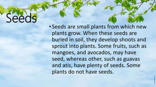 Seeds
•Seeds are small plants from which new
plants grow. When these seeds are
buried in soil, they develop shoots and
sprout into plants. Some fruits, such as
mangoes, and avocados, may have
seed, whereas other, such as guavas
and atis, have plenty of seeds. Some
plants do not have seeds.
 