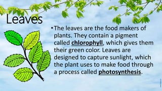 Leaves
•The leaves are the food makers of
plants. They contain a pigment
called chlorophyll, which gives them
their green color. Leaves are
designed to capture sunlight, which
the plant uses to make food through
a process called photosynthesis.
 