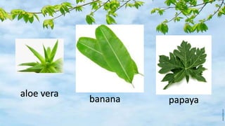aloe vera
banana papaya
 
