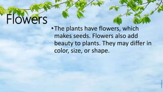 Flowers
•The plants have flowers, which
makes seeds. Flowers also add
beauty to plants. They may differ in
color, size, or shape.
 