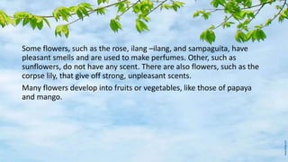 Some flowers, such as the rose, ilang –ilang, and sampaguita, have
pleasant smells and are used to make perfumes. Other, such as
sunflowers, do not have any scent. There are also flowers, such as the
corpse lily, that give off strong, unpleasant scents.
Many flowers develop into fruits or vegetables, like those of papaya
and mango.
 