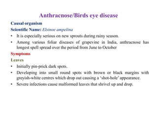 Anthracnose/Birds eye disease
Causal organism
Scientific Name: Elsinoe ampelina
• It is especially serious on new sprouts during rainy season.
• Among various foliar diseases of grapevine in India, anthracnose has
longest spell spread over the period from June to October
Symptoms
Leaves
• Initially pin-prick dark spots.
• Developing into small round spots with brown or black margins with
greyish-white centres which drop out causing a ‘shot-hole’ appearance.
• Severe infections cause malformed leaves that shrivel up and drop.
 