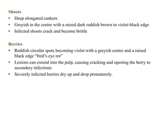 Shoots
• Deep elongated cankers
• Greyish in the centre with a raised dark reddish brown to violet-black edge
• Infected shoots crack and become brittle
Berries
• Reddish circular spots becoming violet with a greyish centre and a raised
black edge “bird’s eye rot”
• Lesions can extend into the pulp, causing cracking and opening the berry to
secondary infections
• Severely infected berries dry up and drop prematurely.
 