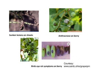 Sunken lesions on shoots Anthracnose on berry
Birds eye rot symptoms on berry
Courtesy:
www.oardc.ohio/grapeipm
 
