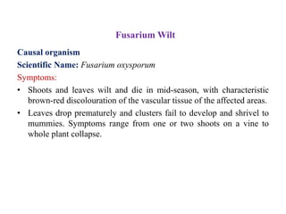 Fusarium Wilt
Causal organism
Scientific Name: Fusarium oxysporum
Symptoms:
• Shoots and leaves wilt and die in mid-season, with characteristic
brown-red discolouration of the vascular tissue of the affected areas.
• Leaves drop prematurely and clusters fail to develop and shrivel to
mummies. Symptoms range from one or two shoots on a vine to
whole plant collapse.
 