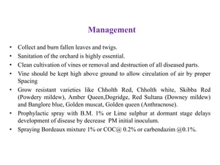 Management
• Collect and burn fallen leaves and twigs.
• Sanitation of the orchard is highly essential.
• Clean cultivation of vines or removal and destruction of all diseased parts.
• Vine should be kept high above ground to allow circulation of air by proper
Spacing
• Grow resistant varieties like Chholth Red, Chholth white, Skibba Red
(Powdery mildew), Amber Queen,Dogridge, Red Sultana (Downey mildew)
and Banglore blue, Golden muscat, Golden queen (Anthracnose).
• Prophylactic spray with B.M. 1% or Lime sulphur at dormant stage delays
development of disease by decrease PM initial inoculum.
• Spraying Bordeaux mixture 1% or COC@ 0.2% or carbendazim @0.1%.
 