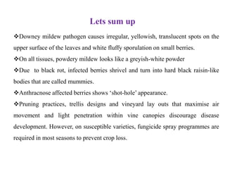 Lets sum up
❖Downey mildew pathogen causes irregular, yellowish, translucent spots on the
upper surface of the leaves and white fluffy sporulation on small berries.
❖On all tissues, powdery mildew looks like a greyish-white powder
❖Due to black rot, infected berries shrivel and turn into hard black raisin-like
bodies that are called mummies.
❖Anthracnose affected berries shows ‘shot-hole’ appearance.
❖Pruning practices, trellis designs and vineyard lay outs that maximise air
movement and light penetration within vine canopies discourage disease
development. However, on susceptible varieties, fungicide spray programmes are
required in most seasons to prevent crop loss.
 