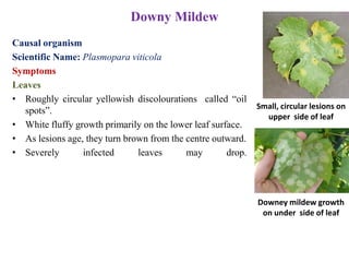 Downy Mildew
Causal organism
Scientific Name: Plasmopara viticola
Symptoms
Leaves
• Roughly circular yellowish discolourations called “oil
spots”.
• White fluffy growth primarily on the lower leaf surface.
• As lesions age, they turn brown from the centre outward.
• Severely infected leaves may drop.
Small, circular lesions on
upper side of leaf
Downey mildew growth
on under side of leaf
 