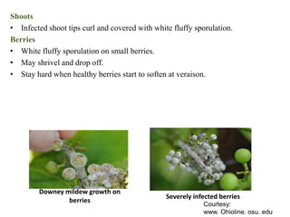 Shoots
• Infected shoot tips curl and covered with white fluffy sporulation.
Berries
• White fluffy sporulation on small berries.
• May shrivel and drop off.
• Stay hard when healthy berries start to soften at veraison.
Downey mildew growth on
berries
Severely infected berries
Courtesy:
www. Ohioline. osu. edu
 