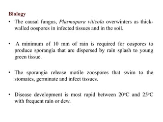 Biology
• The causal fungus, Plasmopara viticola overwinters as thick-
walled oospores in infected tissues and in the soil.
• A minimum of 10 mm of rain is required for oospores to
produce sporangia that are dispersed by rain splash to young
green tissue.
• The sporangia release motile zoospores that swim to the
stomates, germinate and infect tissues.
• Disease development is most rapid between 20oC and 25oC
with frequent rain or dew.
 