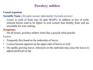 Powdery mildew
Causal organism
Scientific Name : Erysiphe necator (previously Uncinula necator)
Losses in yield of fruits may be upto 40-60%. In addition to loss of yield,
infected berries tend to be higher in acid content than healthy fruits and are
unsuitable for wine making.
Symptoms:
On all tissues, powdery mildew looks like a greyish-white powder.
Leaves
• Frequently first found on the undersides of leaves.
• Lesions become apparent on the upper sides of leaves as well.
• On rapidly growing leaves, infections on the underside may cause the leaves to
appear puckered on top.
 