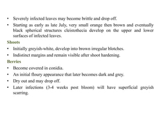 • Severely infected leaves may become brittle and drop off.
• Starting as early as late July, very small orange then brown and eventually
black spherical structures cleistothecia develop on the upper and lower
surfaces of infected leaves.
Shoots
• Initially greyish-white, develop into brown irregular blotches.
• Indistinct margins and remain visible after shoot hardening.
Berries
• Become covered in conidia.
• An initial floury appearance that later becomes dark and grey.
• Dry out and may drop off.
• Later infections (3-4 weeks post bloom) will have superficial greyish
scarring.
 