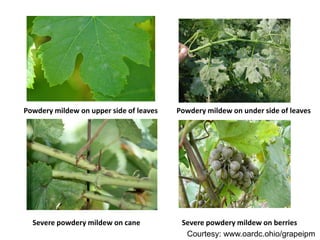 Severe powdery mildew on berries
Powdery mildew on upper side of leaves
Severe powdery mildew on cane
Powdery mildew on under side of leaves
Courtesy: www.oardc.ohio/grapeipm
 