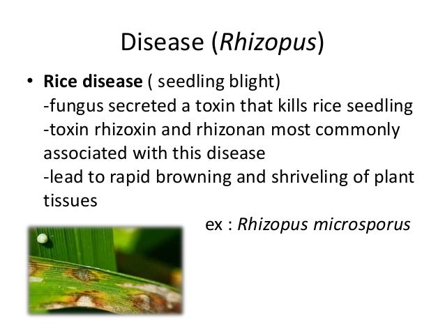 Plant pathogenesis FUNGI