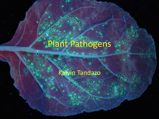 Plant Pathogens
Kalvin Tandazo
 
