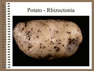 Potato - Rhizoctonia 