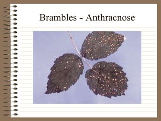 Brambles - Anthracnose 