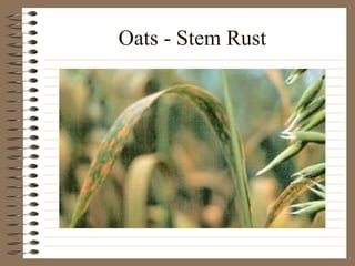 Oats - Stem Rust 