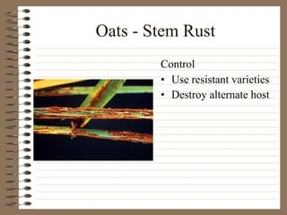 Oats - Stem Rust Use resistant varieties Destroy alternate host Control 