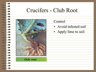 Crucifers - Club Root Avoid infested soil Apply lime to soil Control 
