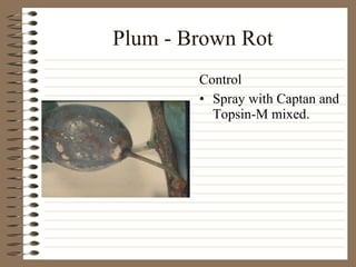 Plum - Brown Rot Spray with Captan and Topsin-M mixed. Control 