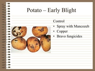 Potato – Early Blight Spray with Mancozeb Copper  Bravo fungicides Control 